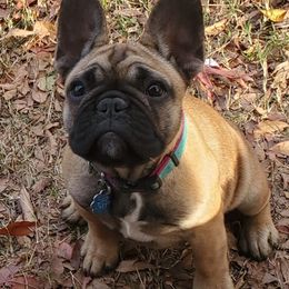 French Bulldogs from Nicole's French Bulldogs