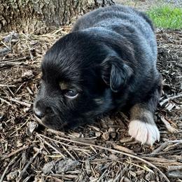 Java - Black tri female Miniature Australian Shepherd puppy in Mount Carmel, Tennessee from Hill Top Mini Aussies