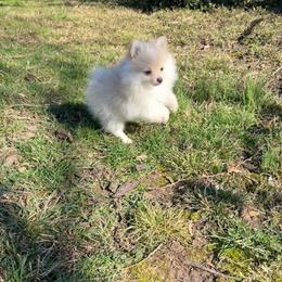 Saye - Cream parti male Pomeranian puppy in University City, Missouri from Textilepoms