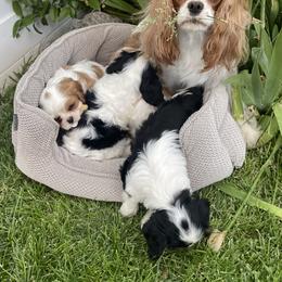 Cavalier King Charles Spaniel, Dachshund, and German Shepherd Puppies from Saffron