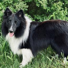 Shetland Sheepdogs from Lexy Hannon