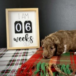 Dachshund Puppies from Queen of Weens Dachshunds