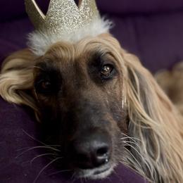 Afghan Hound puppies from Unseelie Hounds