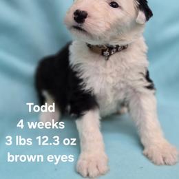 Todd - Gray and white male Old English Sheepdog puppy in Sutherlin, Oregon from Sapphire Eyes Sheepdogs
