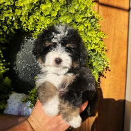 Bandit - Tri-color male Bernedoodle puppy in Alpharetta, Georgia from Doodles of Buckhead
