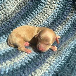 Berry - Red female Dachshund puppy in Yucaipa, California from Motorhead Dachshunds