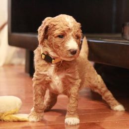 Labradoodle Puppies from Brock Farm Doodles