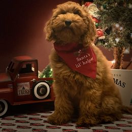 Goldendoodle Puppies from Hilltop Mini and Teddy Bear Doodles