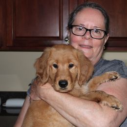 Golden Retriever Puppies from Studley Hill Goldens, LLC.
