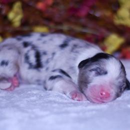 Hunter - Blue merle male Australian Shepherd puppy in Easton, Missouri from MMA Kennel