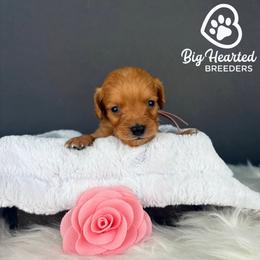 Robin - Red  female Goldendoodle puppy in Utah County, Utah from Big Hearted Breeders
