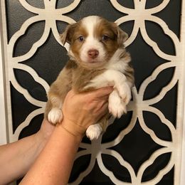 Kia - Red merle female Miniature Australian Shepherd puppy in Marysville, Washington from Garay Mini Aussies