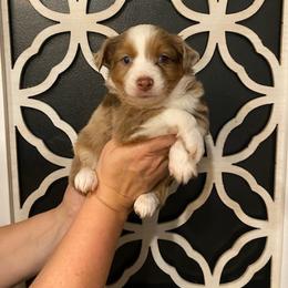 Kia - Red merle female Miniature Australian Shepherd puppy in Marysville, Washington from Garay Mini Aussies