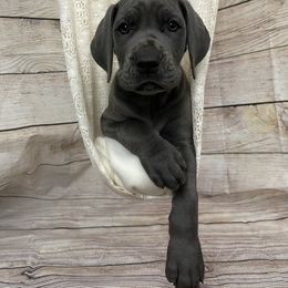Great Dane Puppies from Lazuli Great Danes
