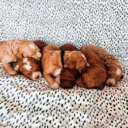 Bernedoodles and Goldendoodles from Happy Doodle
