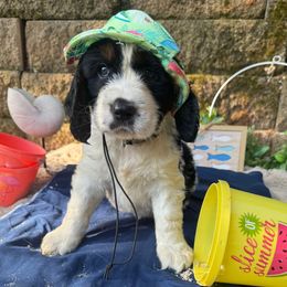 Hart - Black white and tan male English Springer Spaniel puppy in Cookeville, Tennessee from Krossroads Kennel
