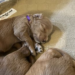 Goldendoodle Puppies from Angel’s Goldendoodle Pups