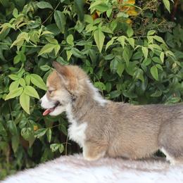 Girl 3 - Red female Pembroke Welsh Corgi puppy in Caliente, California from Rafter Cross 7