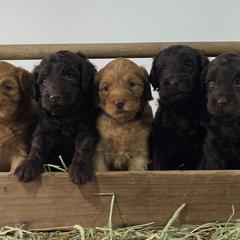 Australian Labradoodle puppies from Southern Oklahoma Labradoodles