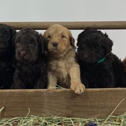 Australian Labradoodle puppies from Southern Oklahoma Labradoodles