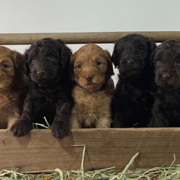 Australian Labradoodle puppies from Southern Oklahoma Labradoodles