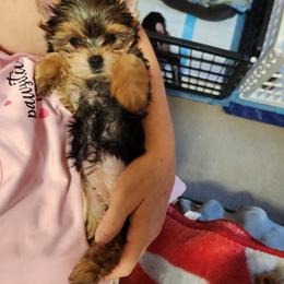 Yorkshire Terrier Puppies from Little Yorkie World Texas