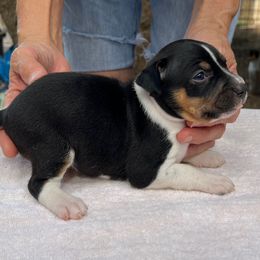 Mia - Black white and tan female Rat Terrier puppy in Gonzales, Texas from Sunshine Deckers