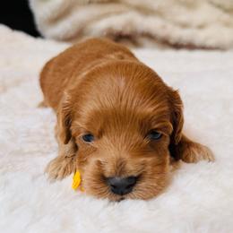 Glory - Red female Cockapoo puppy in Alexandria, Alabama from Bright and Beautiful Cockapoos and Doodles