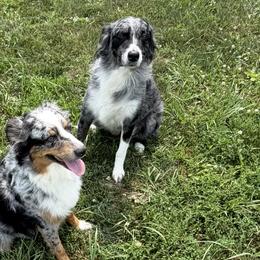 Australian Shepherds from Solis Performance Horses & Australian Shepherds