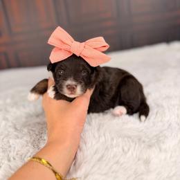 Mary-Kate - Red tri-color female Aussiedoodle puppy in Sweetwater, Florida from Sandy Snout Doodles