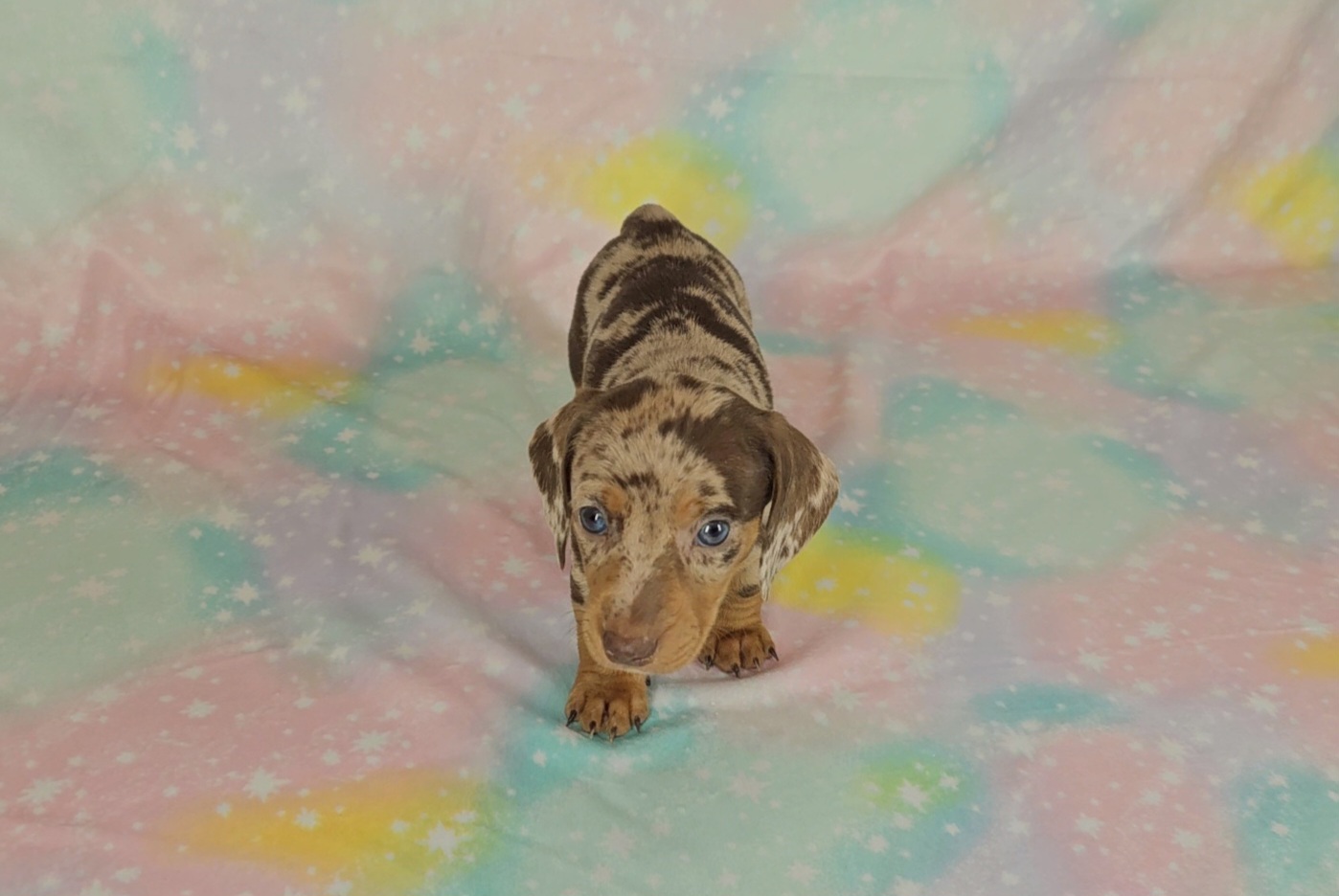 Dachshund Puppies from Newbern's Nuggets