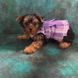 BB purple girl - Blue and gold female Yorkshire Terrier puppy in Alburnett, Iowa from Hobbs Shire Yorkies