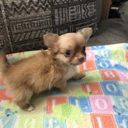 Chihuahua Puppies from Chilove Chihuahuas