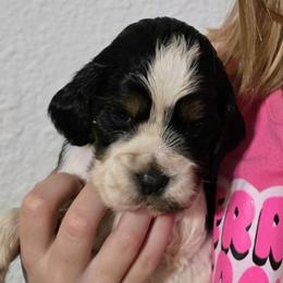 Lou Lou - Black white and tan female English Springer Spaniel puppy in Florida from Thunderbird Springers