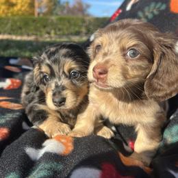 Dachshund puppies from Kasondra's Dachshunds