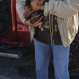 Grey Male - Black and mahogany male Rottweiler puppy in Aspers, Pennsylvania from Vom Uberlegenen Rottweilers