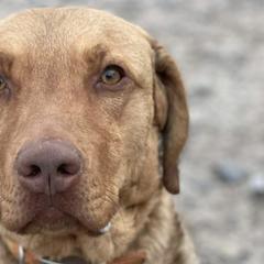 Chesapeake Bay Retrievers from Rivertown Retreivers