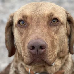 Chesapeake Bay Retrievers from Rivertown Retreivers