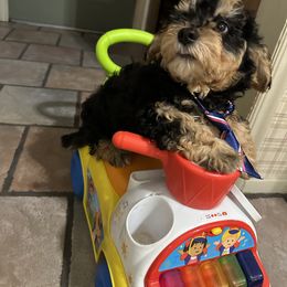 AKC Sir Sean Connery - Black and tan male Havanese puppy in North Richland Hills, Texas from A Royal Havanese Court