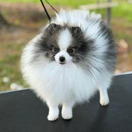AVALANCHE - Pomeranian