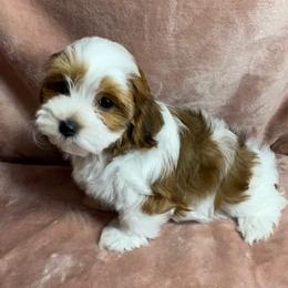 Havanese Puppies from Dreamworks Havanese