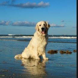 Xolo - Light golden male Golden Retriever puppy in Liberty, South Carolina from Alexander Canines