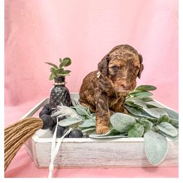 Diamond - Phantom Goldendoodle puppy in Lake City, Florida from 224 Doodles and Poodles