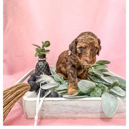 Diamond - Phantom Goldendoodle puppy in Lake City, Florida from 224 Doodles and Poodles