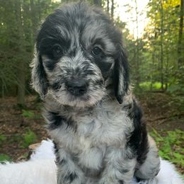 Reeva - Merle female Goldendoodle puppy in New Ringgold, Pennsylvania from Hawk Mountain Doodles