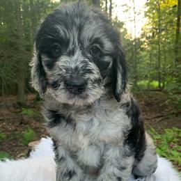 Reeva - Merle female Goldendoodle puppy in New Ringgold, Pennsylvania from Hawk Mountain Doodles