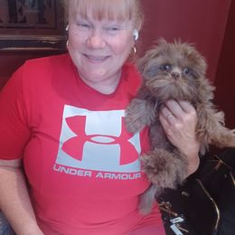 Aussiedoodle, Bernedoodle, Poodle, Shihpoo, and Shih Tzu Puppies from Route 66 Poodles & Doodles, Sapphire Shih-tzu's of Ohio