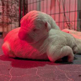 Neshach - White male Dogo Argentino puppy in Morgan Hill, Pennsylvania from De la Fuerza De Dios