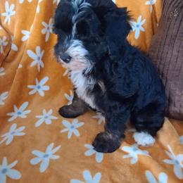 Dijon 15 lbs - Tri-color male Bernedoodle puppy in Clermont, Florida from Sammy's Puppies