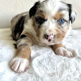 Rachel - Blue merle Miniature Australian Shepherd puppy in Jerome, Idaho from Merrick Mini Aussies